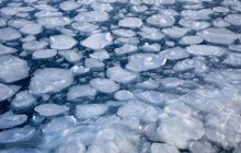 В Харьковской области ребенок утонул, спасая собаку