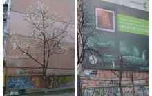 В Киеве ради рекламного щита спилили магнолию: местные возмущены (фото)