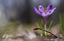 Сакури, нарциси, тюльпани: коли і де в Україні цвітуть весняні квіти (відео)