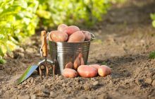 В Украине не утихает ажиотаж вокруг картофеля: сколько уже стоит килограмм