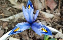 Весна в Одесі: у ботсаду розквітли яскраві первоцвіти (фоторепортаж)