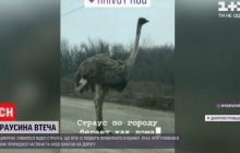 По улицам Кривого Рога бродил страус (видео)