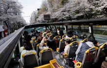 В Токио после карантина возобновили автобусные туры к цветущим сакурам (фоторепортаж, видео)