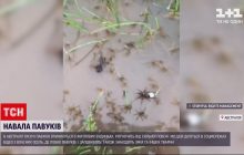 Австралийцы спасаются от нашествия пауков, которые массово залезают в дома (видео)