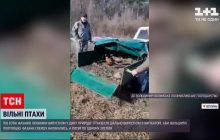 На Волыни в дикую природу выпустили пол сотни фазанов (видео)