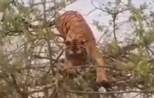 В Индии тигр попытался "снять" обезьяну с дерева и попал на видео