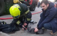 В Киеве спасатели достали из горящей квартиры кота, его удалось откачать (фото)