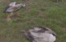 В Херсонской области погибли десятки краснокнижных птиц (видео)