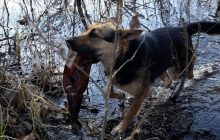 "Люди, учитесь!": в Сумах собака достает на берег мусор из реки (фото)