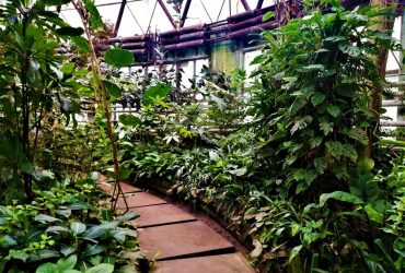 Tropical greenhouse of Kyiv's Fomin Botanical Garden