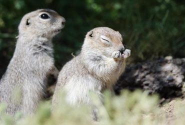 43 года назад учёные сбросили сусликов на вулкан: что из этого получилось