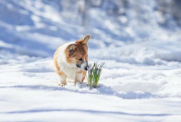 Вже цього тижня в Україну може прийти метеорологічна весна - синоптик