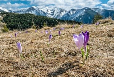 Crocuses in Europe