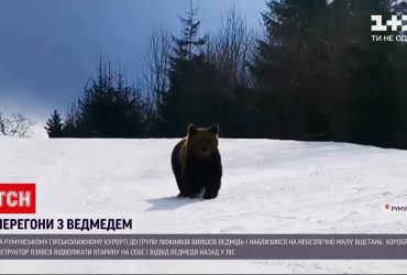 Новости мира: на румынском горнолыжном курорте к группе лыжников вышел медведь