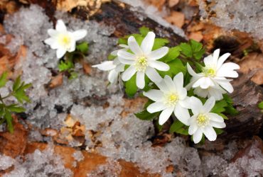 Синоптик удивил украинцев прогнозом на февраль: температура подскочит до +20°