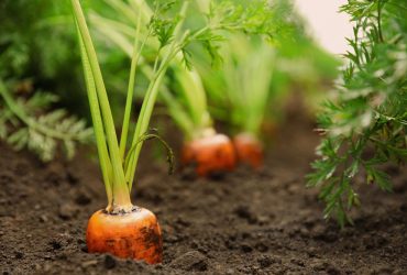 Когда сажать морковь в 2023 году: лучшие сроки для хорошего урожая