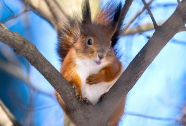 Почти весна: в Украине потеплеет до +11° (карта)