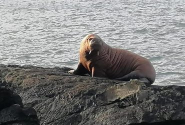 Заснув і переплив на крижині Атлантику: біля берегів Ірландії зняли рідкісну появу моржа (відео)