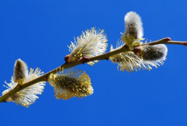 День Теплого Алексея: что за праздник, история и как его принято проводить