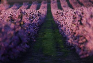 Bright blooming in Catalonia's gardens