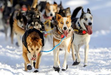 Dog sled race in Alaska