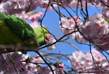 London cherry blossoms in bloom