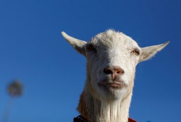 Surfing pet goat rides waves in California