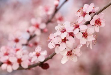 Апрель в Украине завершится в меру теплой погодой, в четырех областях - дожди (карта)