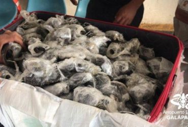 Таможенники Эквадора нашли в чемодане 185 маленьких черепах (фото)