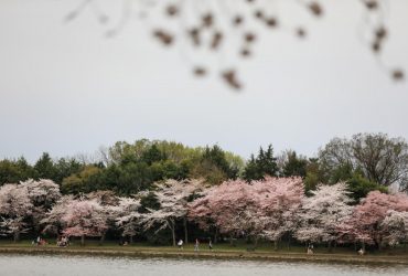 Cherry blossoms at peak bloom in Washington, D.C.
