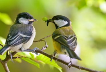 В Украину ворвется потепление: сегодня температура поднимется до +23° (карта)