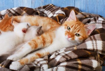 Поїздка з котом: як перенести тварину без переноски