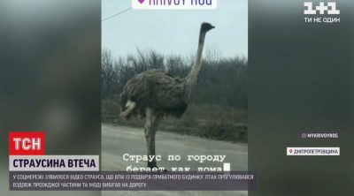 Порно видео мужик трахнул страус