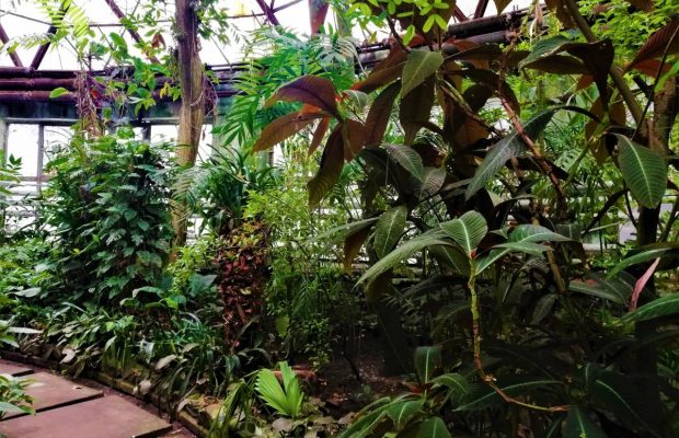 Тропики посреди города: как попасть в оранжерею столичного ботсада Фомина (фоторепортаж)