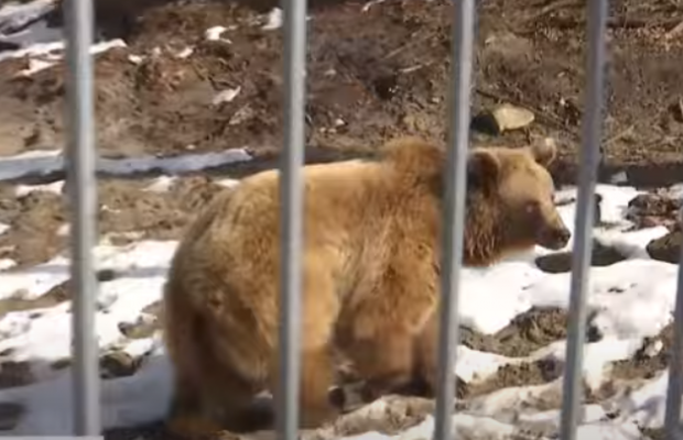 У львівському притулку прокинулися ведмеді: ласують та дивуються снігу (відео)