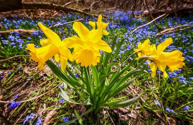 Зі святом весни – барвисті картинки та найкращі побажання у віршах і прозі