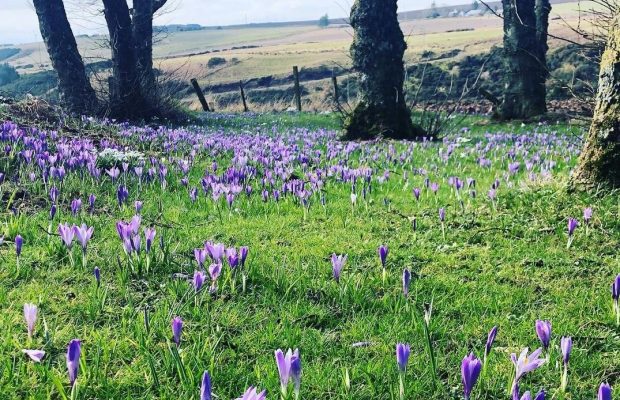Весна уже здесь: европейские соцсети "захватили" крокусы (фотоподборка)