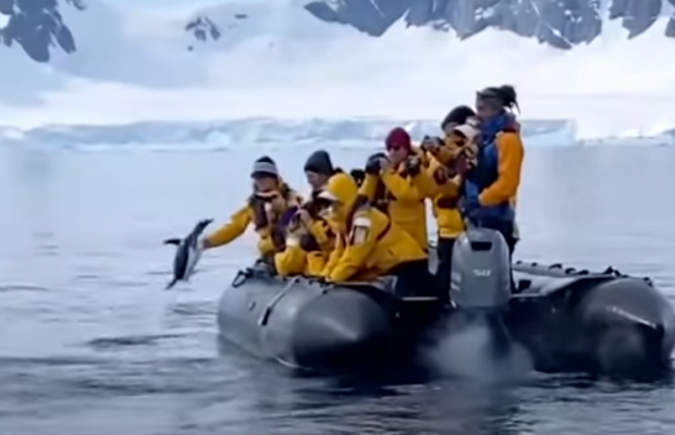 В Антарктиді пінгвін застрибнув у човен до туристів, щоб врятуватися від голодних косаток (відео)