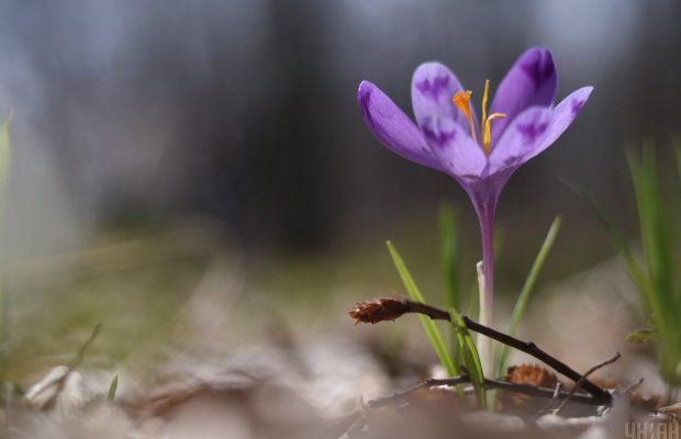 Сакури, нарциси, тюльпани: коли і де в Україні цвітуть весняні квіти (відео)