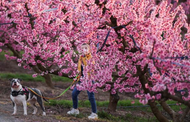 Яскраво-рожева казка: в садах Каталонії одночасно розквітли тисячі дерев (фоторепортаж, відео)