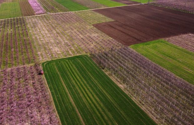 Идеальная геометрия: в Греции вовсю цветут персиковые сады (фоторепортаж)