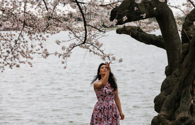Жители Вашингтона не усидели дома в пик цветения сакуры (фоторепортаж, видео)