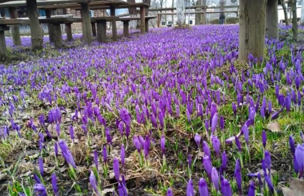 На Закарпатті розцвіли весняні крокуси (фото)