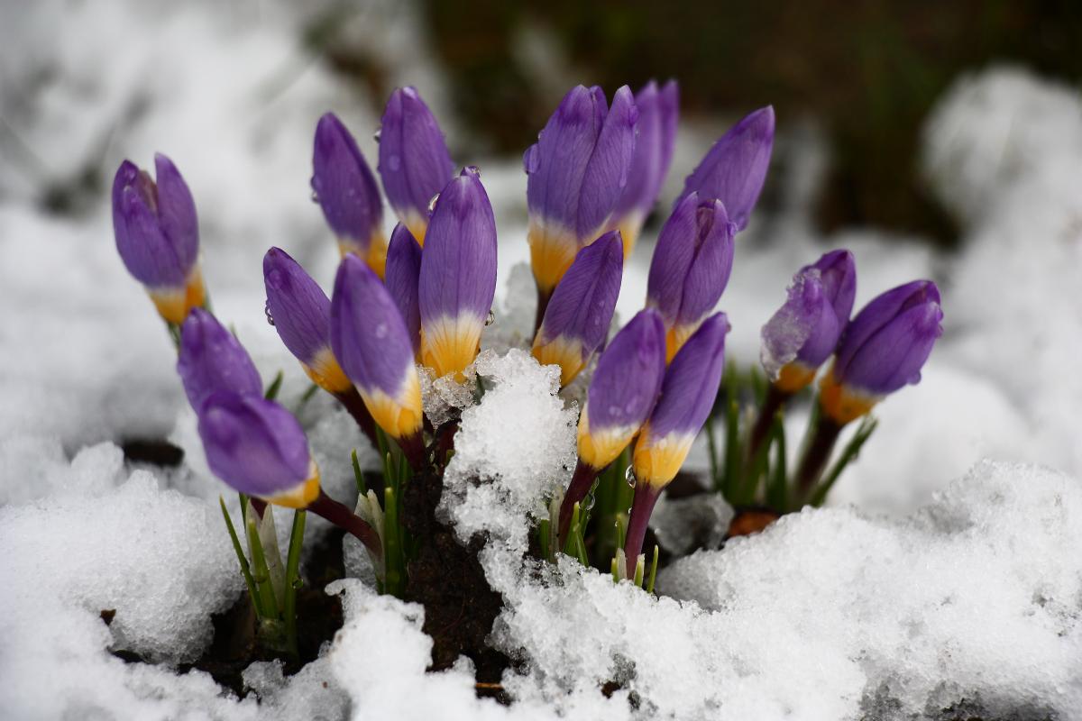 В Украине в конце марта возможен снег, сообщила синоптик / фото ua.depositphotos.com