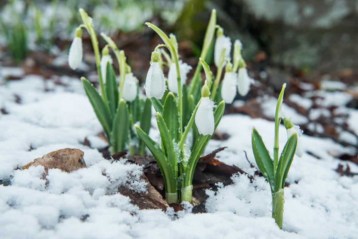 Snowdrops bloomed in the Transcarpathian region in January / photo from UNIAN