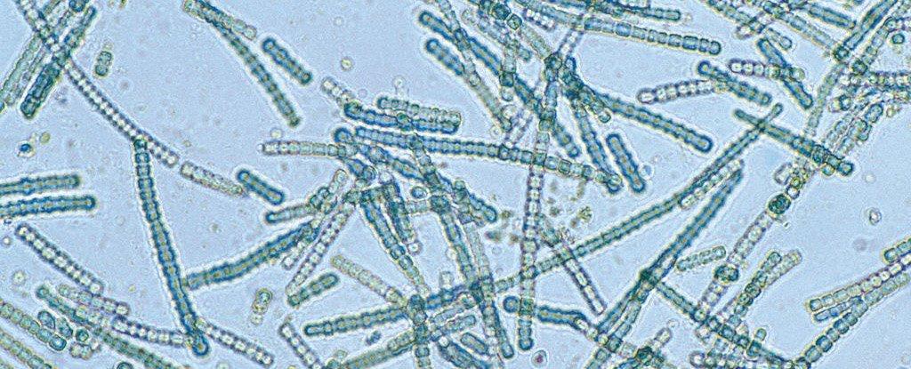 ATX - ученые предупредили о новой угрозе бактерий водорослей-паразитов с водоемов / Willem van Aken/CSIRO/CC BY 3.0
