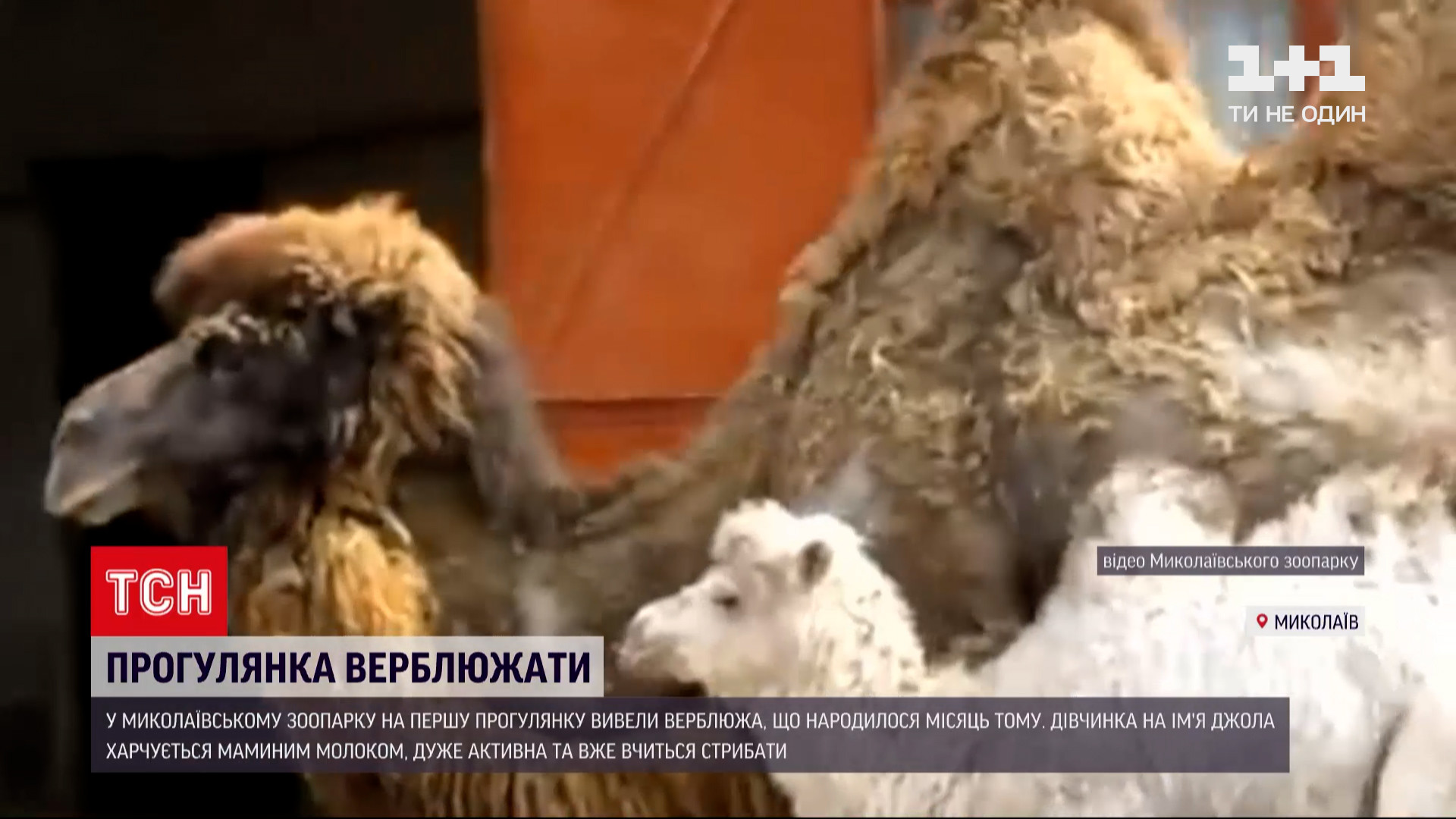 Кадрами поділилися працівники звіринця / скріншот з відео Кадрами поділилися працівники звіринця / скріншот з відео