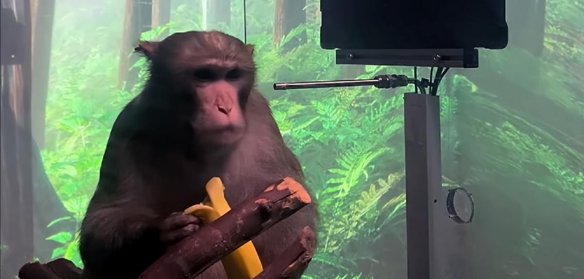 Чипированная обезьяна может двигать курсор на экране с помощью активности мозга / скриншот