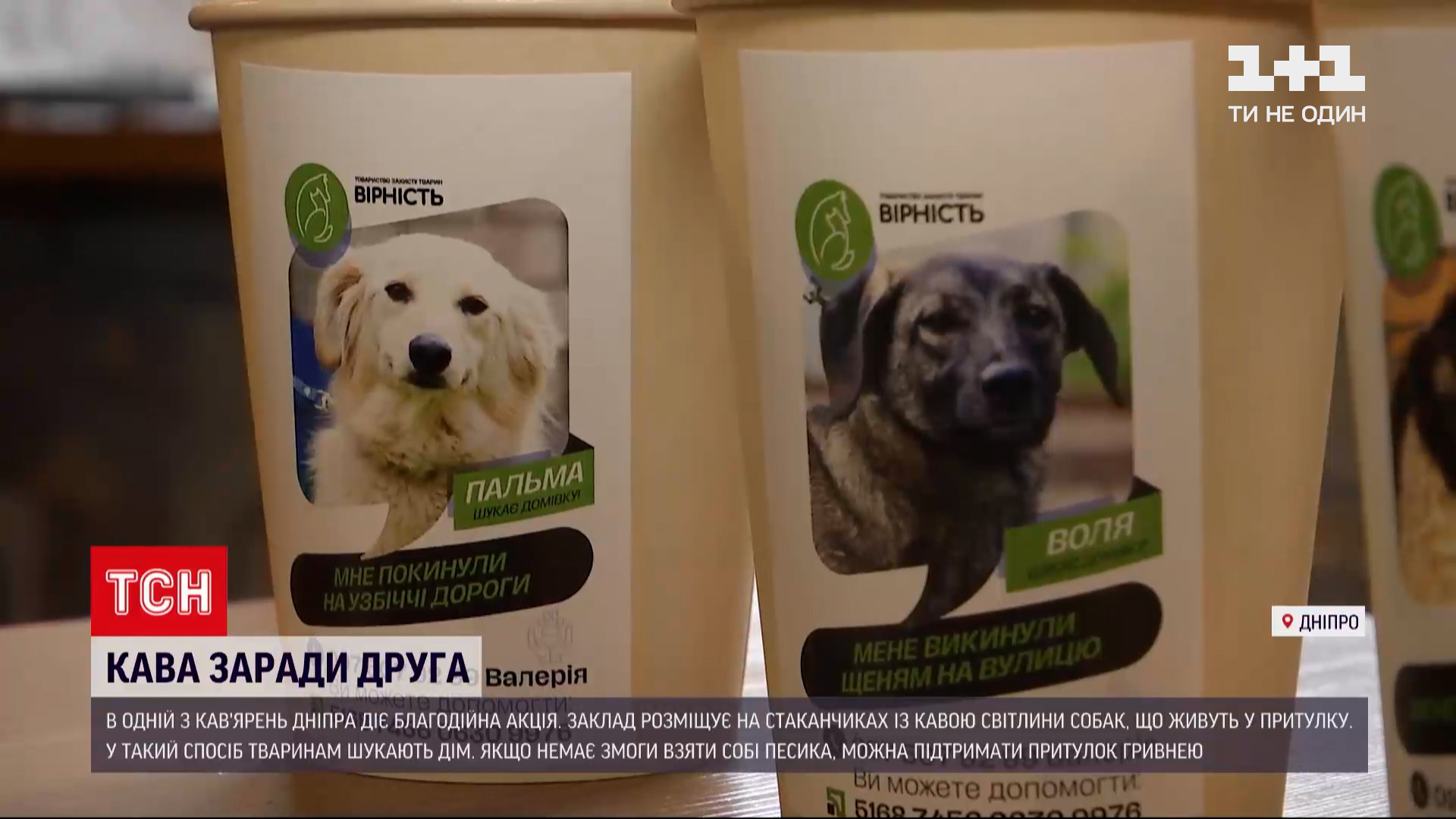 На одноразовые стаканчики клеят наклейки с фотографиями собак / скриншот из видео На одноразовые стаканчики клеят наклейки с фотографиями собак / скриншот из видео