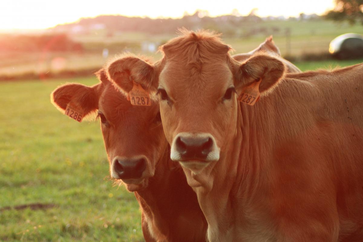 З приходом літа фермерські корови можуть споживати більше зеленої маси, тому молоко має ліпший смак, вважають деякі кияни / фото ua.depositphotos.com